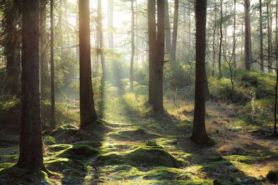 Pine trees in forest