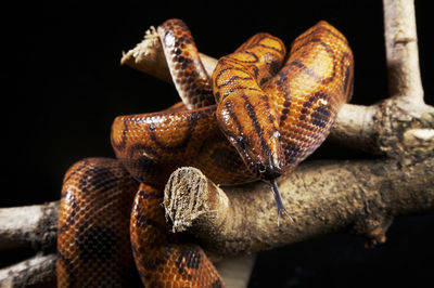 Python on wood against black background