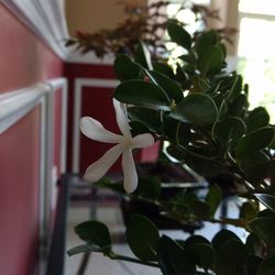 Close-up of potted plant