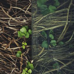 High angle view of plants growing on land