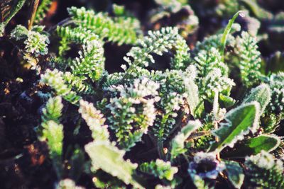 Close-up of leaves