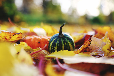 Close-up of autumn leaves and small pumpkins in the garden 
