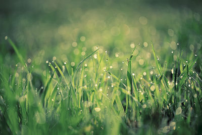 Close-up of wet grass on field during rainy season