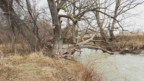 Bare trees in the lake