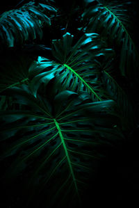 Full frame shot of plants