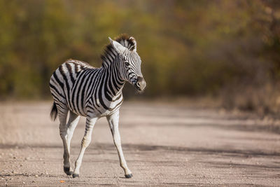 Zebra standing on road