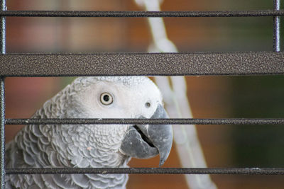 Close-up of parrot in cage