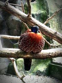 Close-up of bird perching on tree by lake