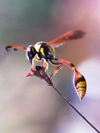 Close-up of insect on flower