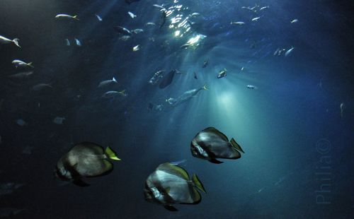 Fish underwater