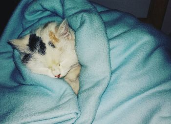 High angle view of cat sleeping on bed