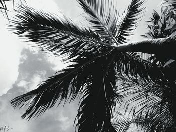 Low angle view of palm tree against sky