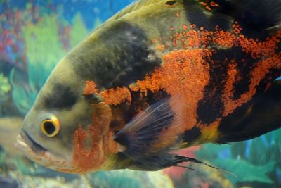 Close-up of fish swimming in tank at aquarium