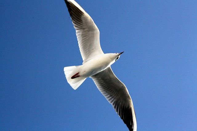 flying, animal themes, spread wings, bird, clear sky, animals in the wild, wildlife, one animal, seagull, low angle view, blue, mid-air, copy space, animal wing, flight, freedom, nature, full length, motion, zoology