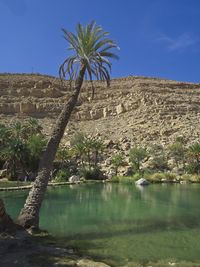 Palm tree by lake against sky
