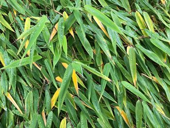 Full frame shot of bamboo plants on field