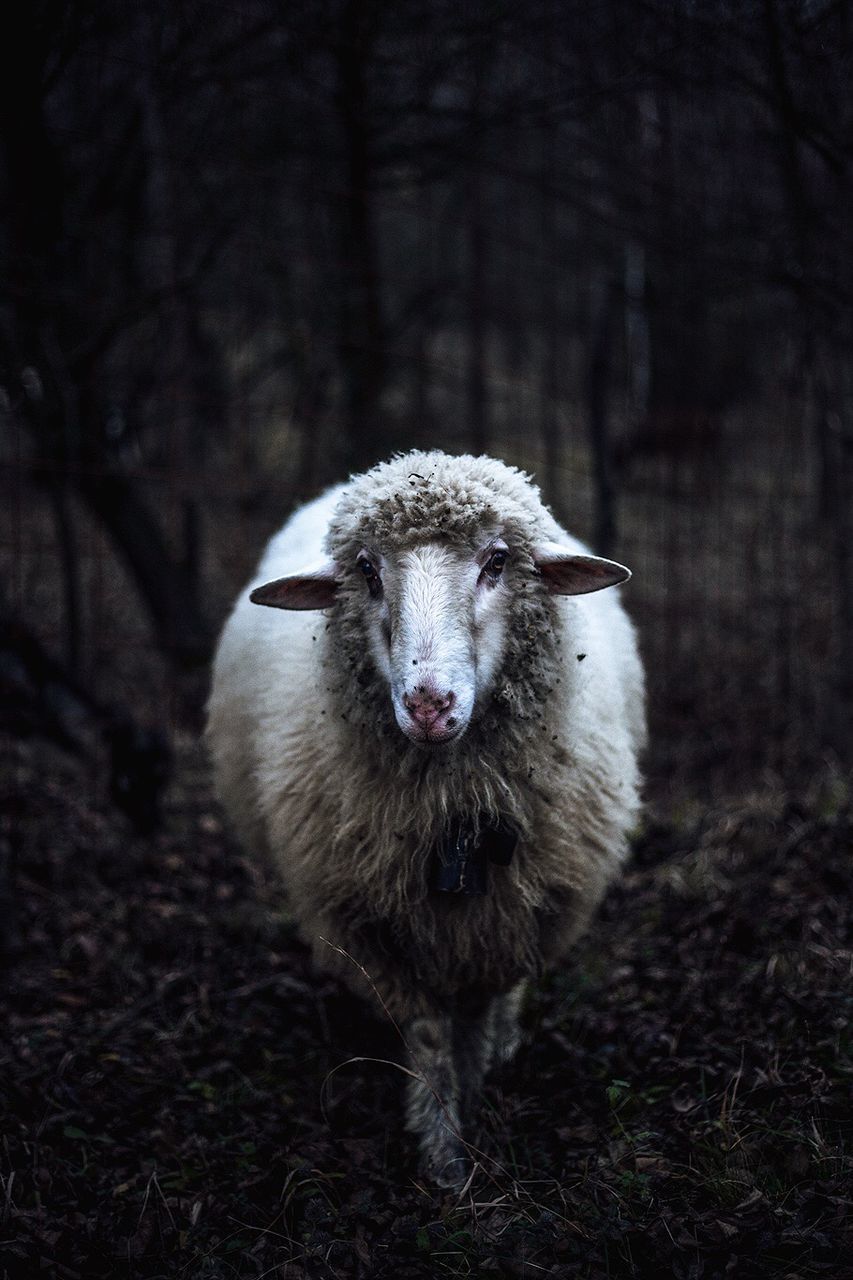 CLOSE-UP PORTRAIT OF AN ANIMAL ON FIELD