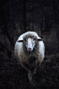 Close-up portrait of sheep standing on field