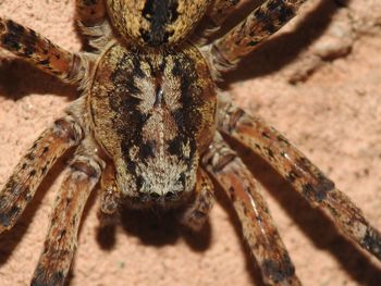 Close-up of spider