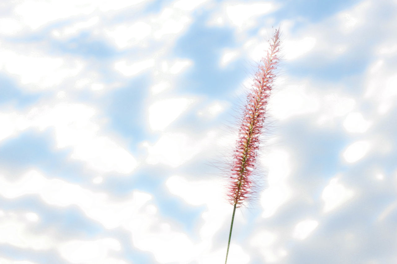 LOW ANGLE VIEW OF PLANT AGAINST CLOUDY SKY