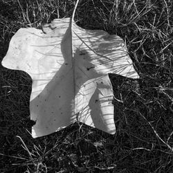 Close-up of leaf