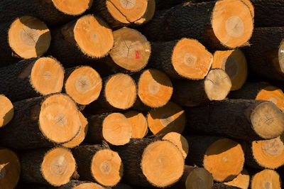 Tree trunks in the sawmill in the evening sun