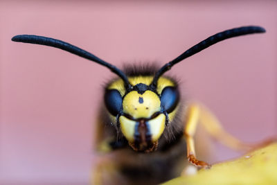 Macro shot of insect