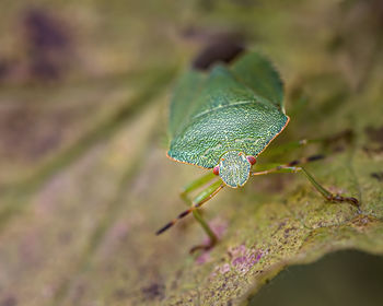 Close-up of insect on leaf