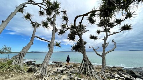 Palm trees on beach against sky