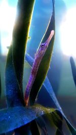 Close-up of plant against blue sky