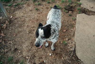 Dog looking away