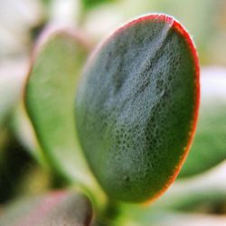 Close-up of fruit on plant