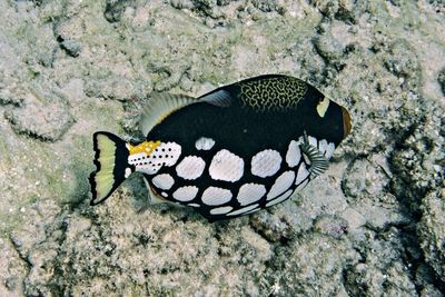 Close-up of butterfly on tree trunk
