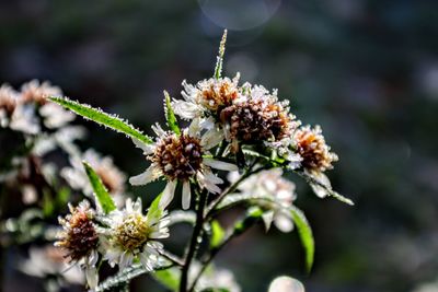 Close-up of white flowering plant