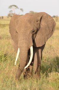 Elephant standing on grass