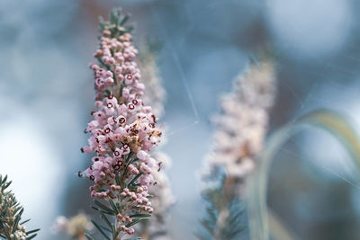 Close-up of pink flowering plant