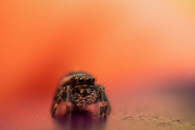 Close-up of spider