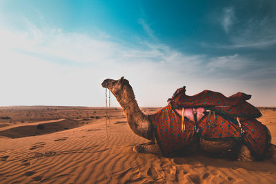 Camel resting on desert