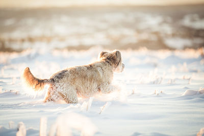 View of dog running on beach