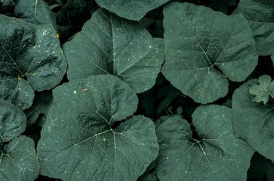 Full frame shot of wet leaves