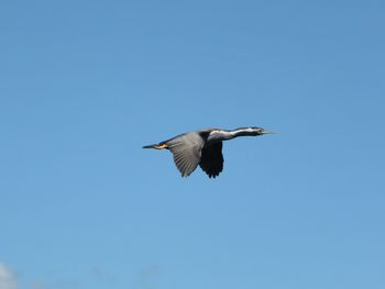 Low angle view of birds flying against clear blue sky