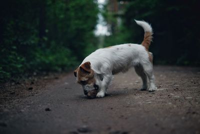 Dog eating pinecone while standing on dirt road in forest