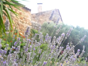 Close-up of purple flowering plants on field