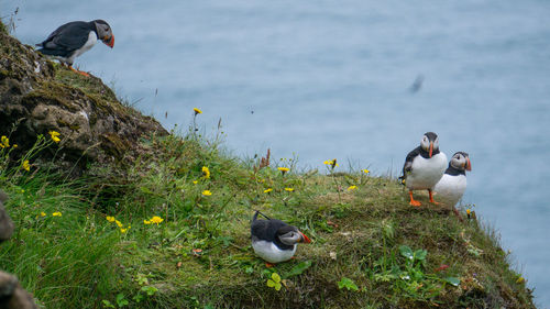 View of birds on lakeshore