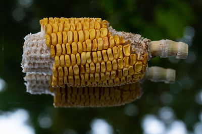 A very detailed shot of corn