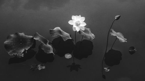 Close-up of flowers against blurred background