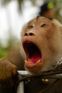 Close-up of dog yawning