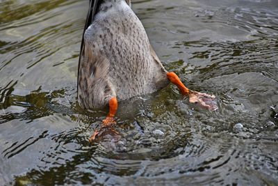 High angle view of duck swimming in lake