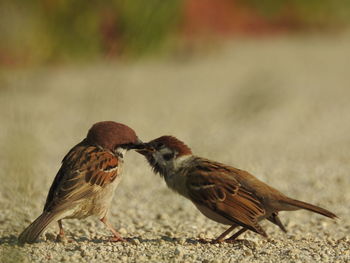 Close-up of bird