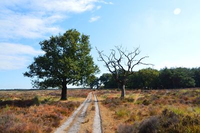 Road amidst trees on field against sky